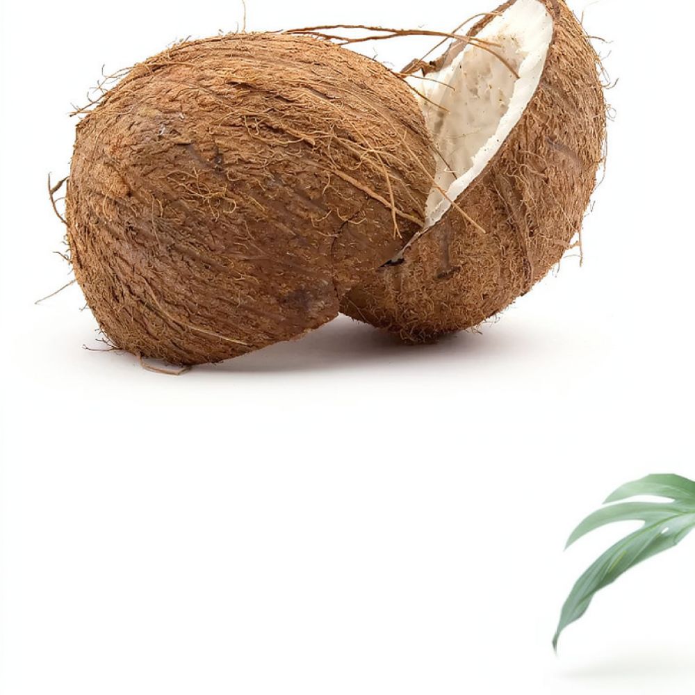 تربة جوز الهند المجففة عالية ا - مراجعة Substrate Coconut Fiber وسعره